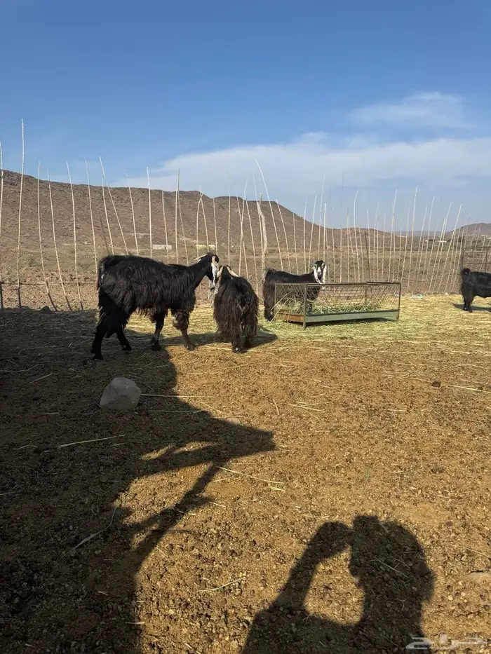 معزاء عوارض صنف 1