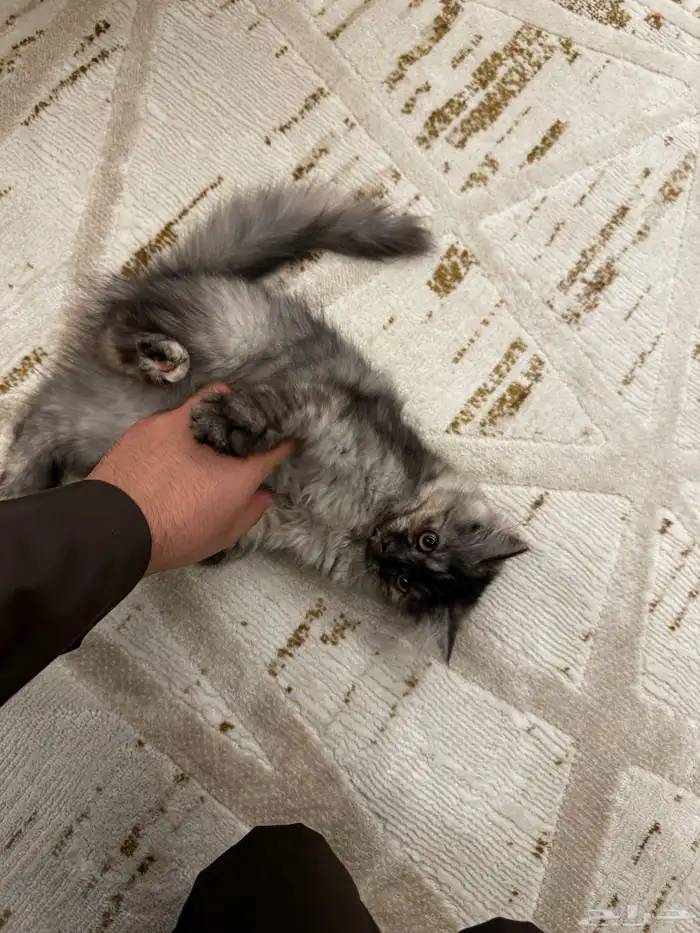 قطوة شيرازي 7