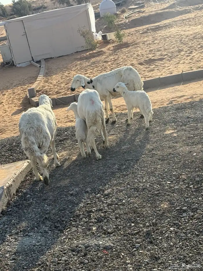 ولد 4 تحتهن 4 خرفان شرط روم وسلم 1