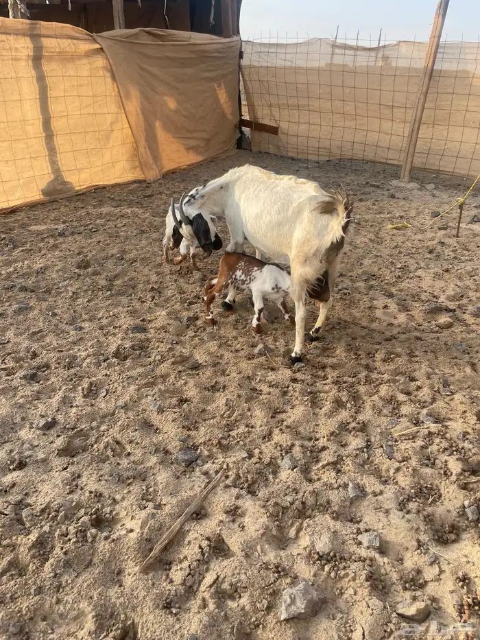 عنز تحتها 2 3