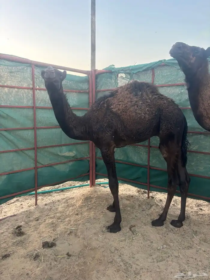 للبيع قعود 0