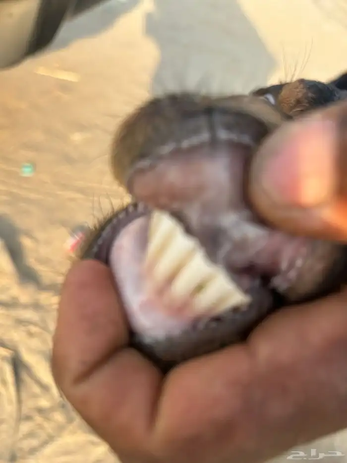 1 ماعز معها تيس روم وديس طيب 1