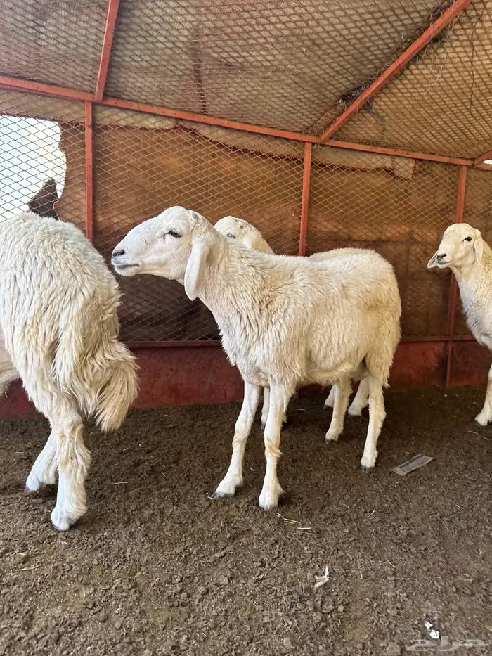 طليان للبيع ذابيح ومرعى 9