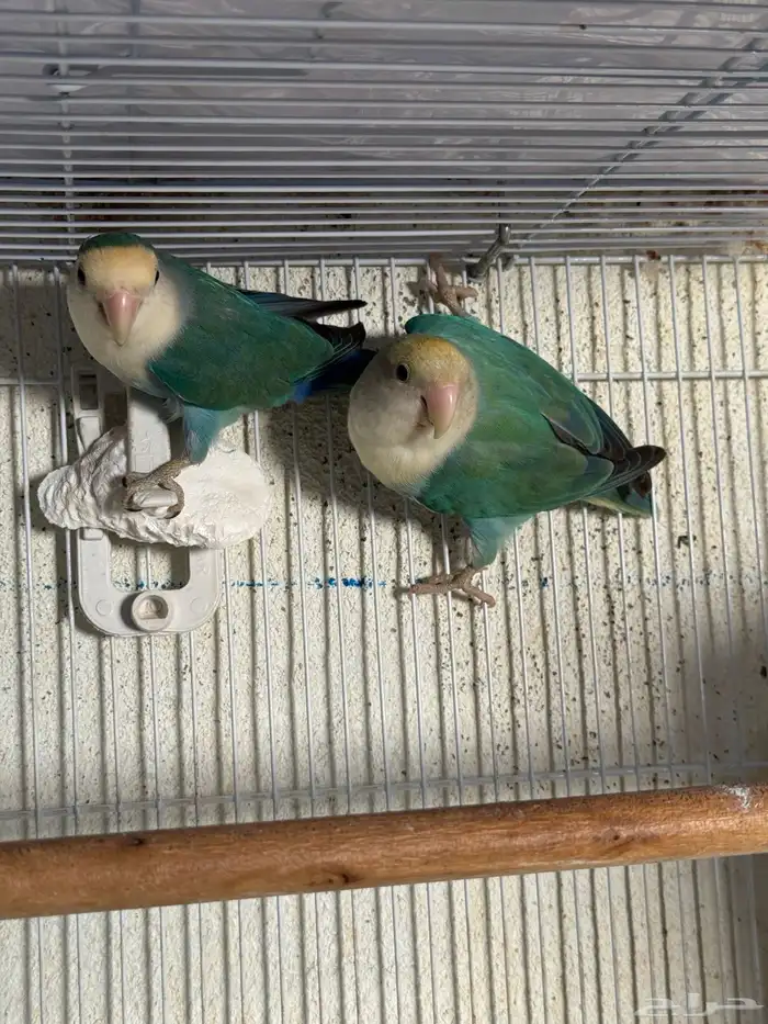 للبيع ازواج روز منتجه 15 زوج 38