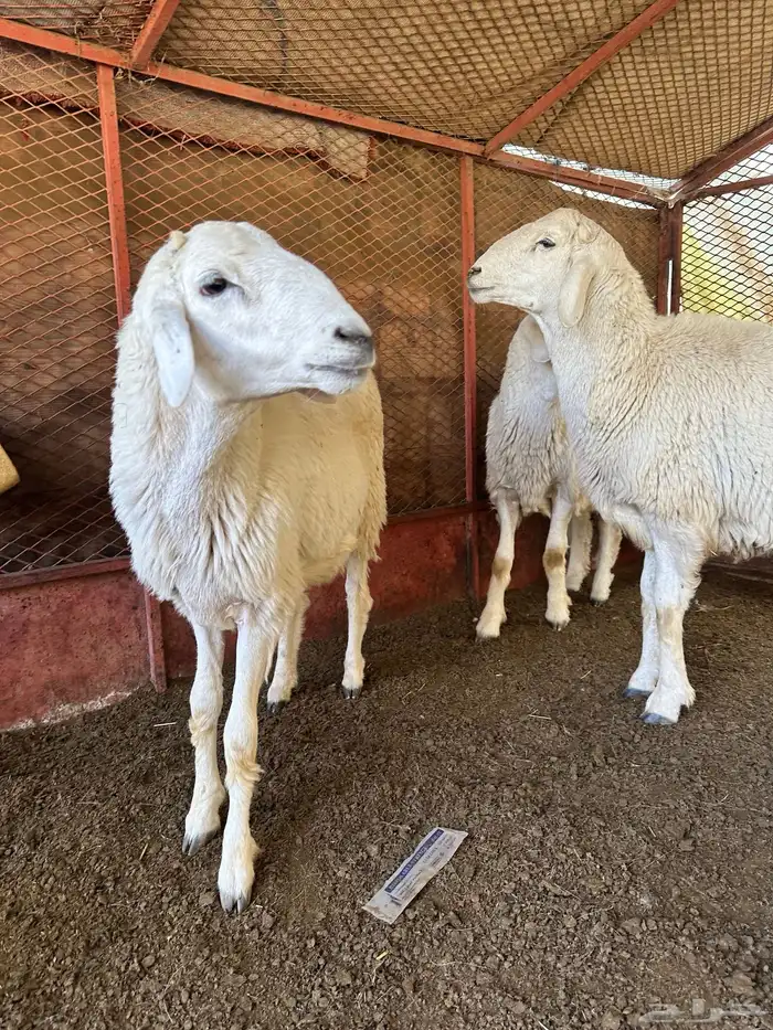 طليان للبيع ذابيح ومرعى 3