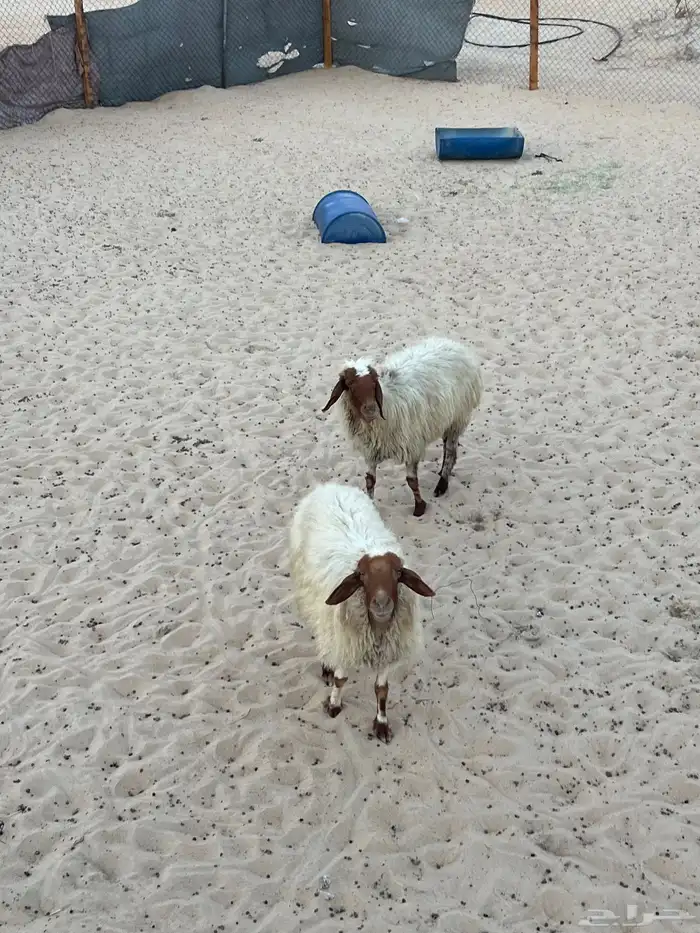 غنم نعيم بفحلها العدد 7 2