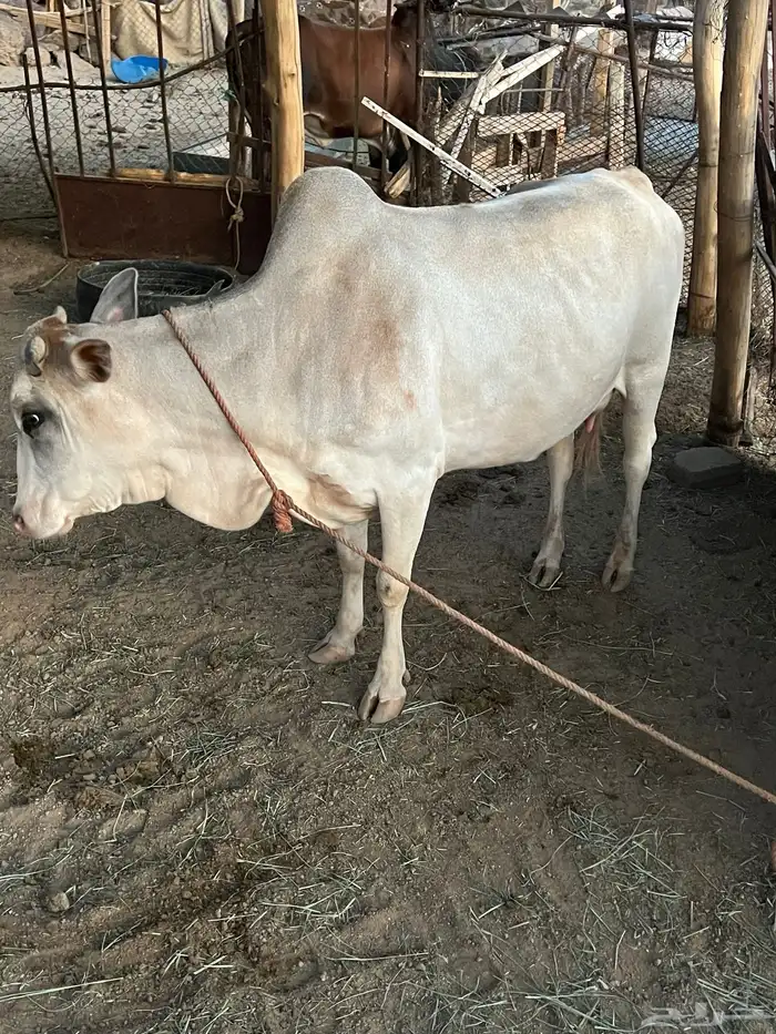 بقرة للبيع 0