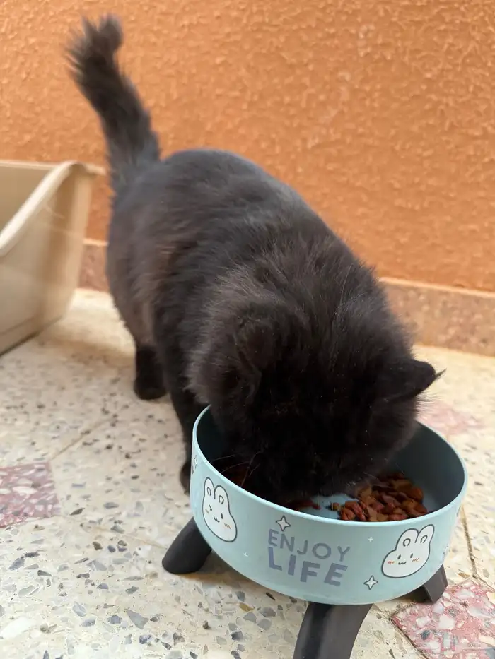 قط ضايع الرياض 1