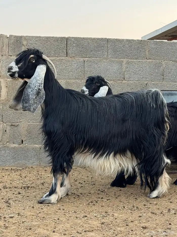 معزا صنف دفيع الدوادمي 1