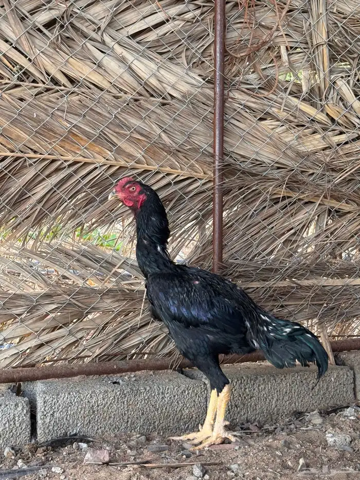 دجاج باكستاني 1