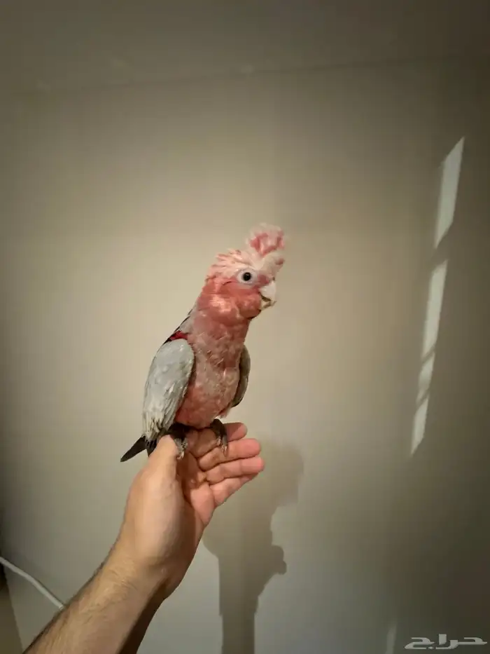 ببغاء كوكاتو جالا 1