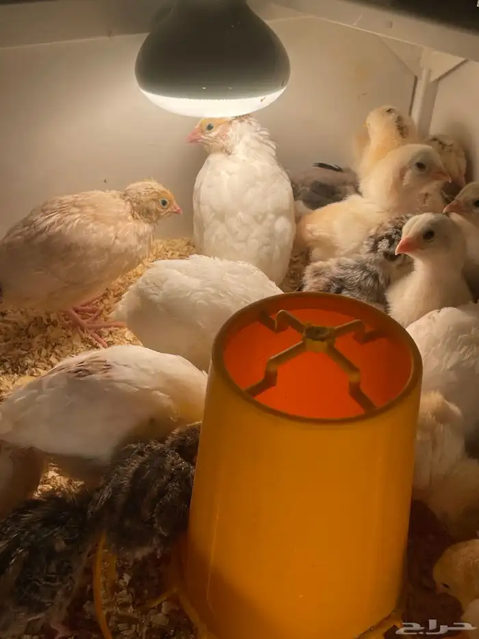 فروخ سمان تكساس 7