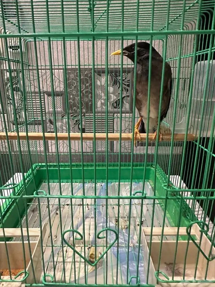 طير ميناء كبتن كلام 7