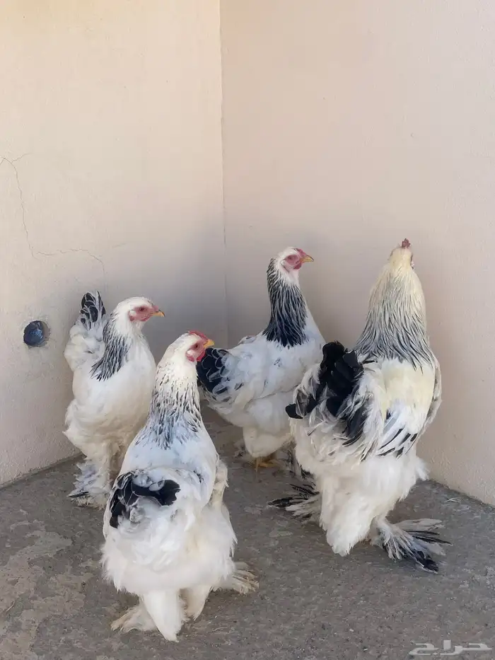 دجاج براهما دم صافي كولمبي 2