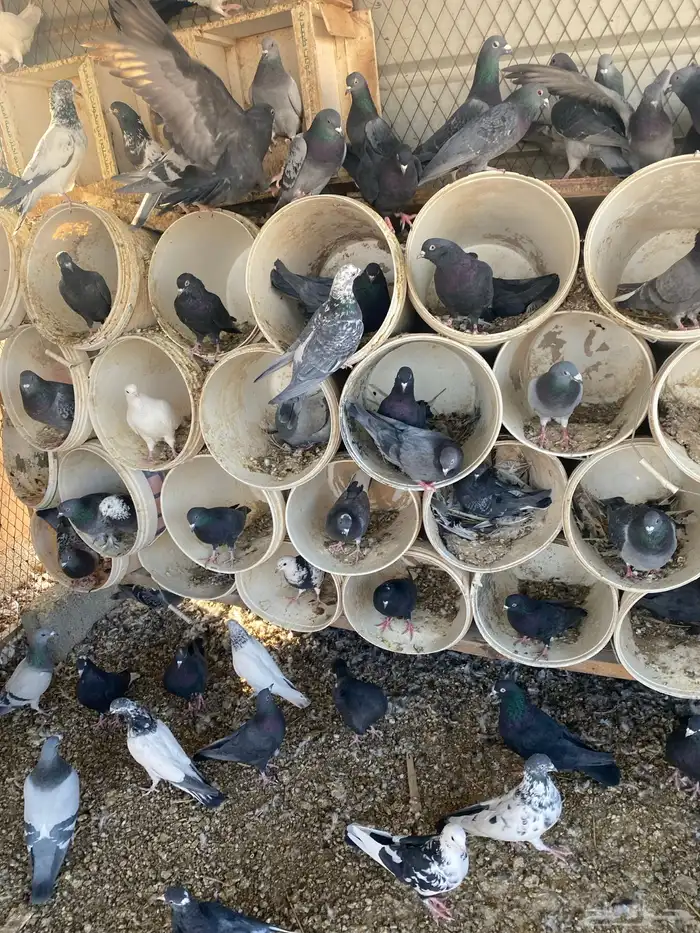 قطايف سود صكه وحده نتاج بعض 6