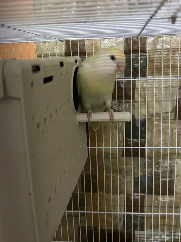 عصفور روز اليف للبيع 3