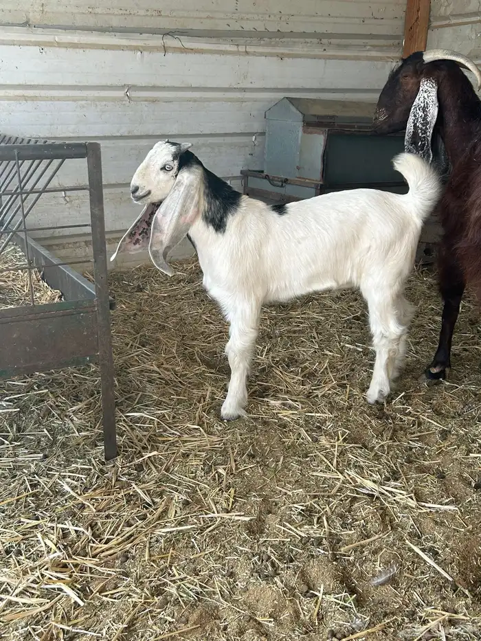 تيوس منادي 1