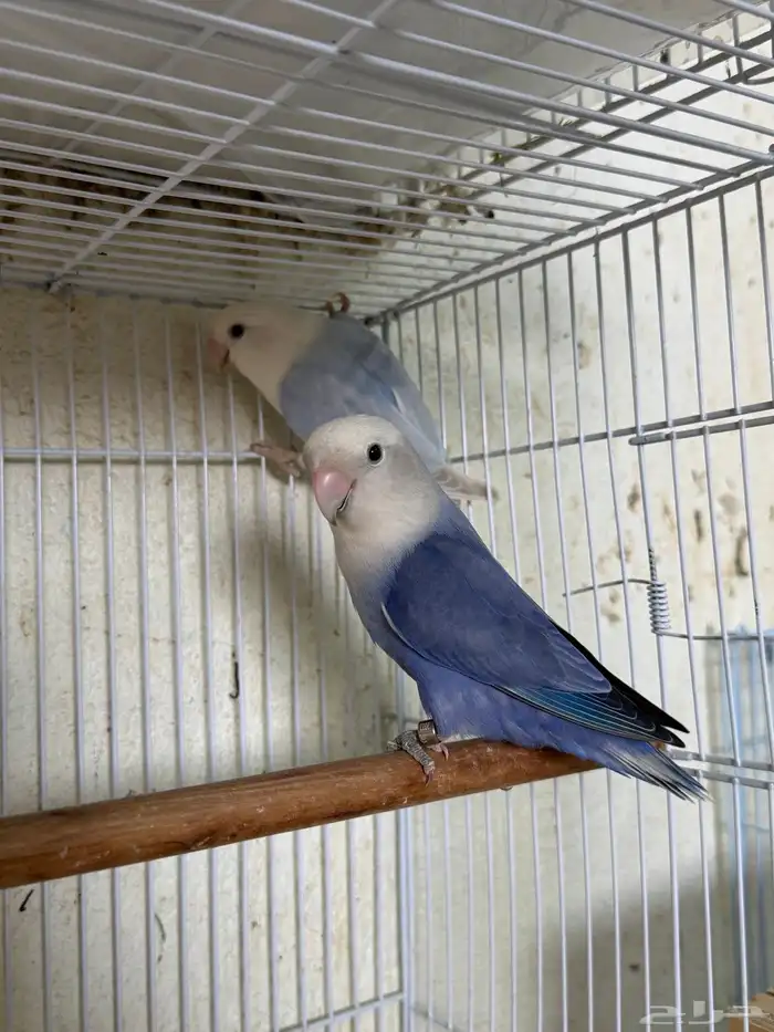 للبيع ازواج روز منتجه 15 زوج 6