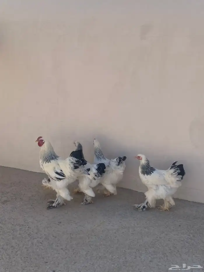 دجاج براهما دم صافي كولمبي 8