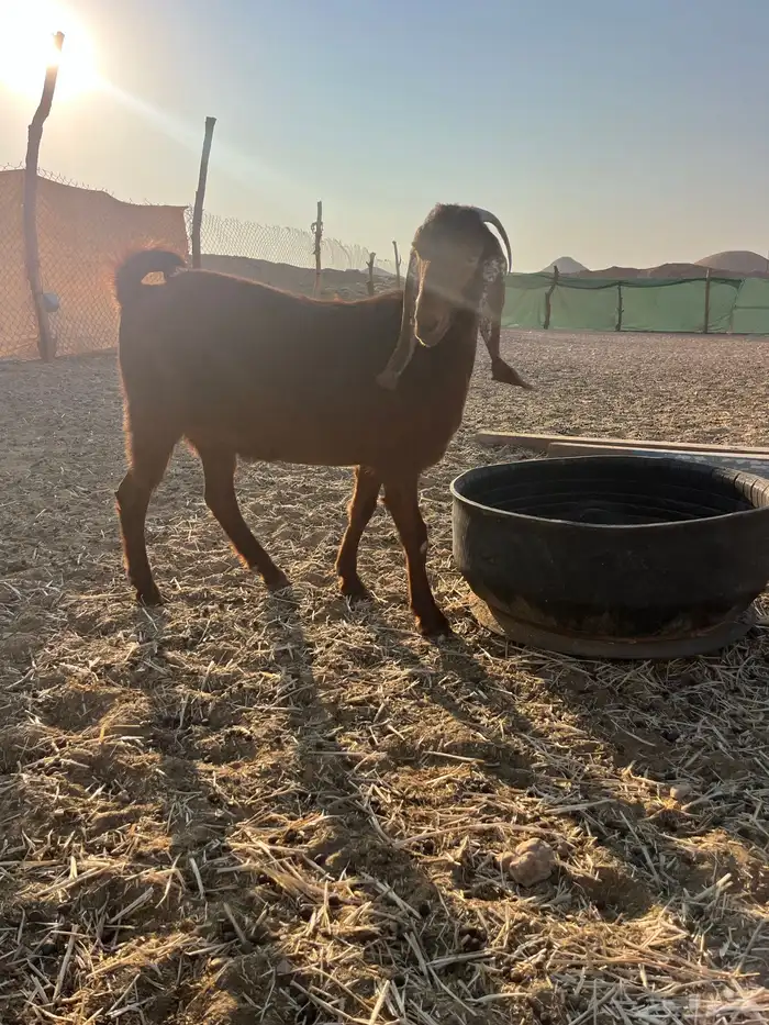 عنز قبرصيه دافع سنها ثنيه 8