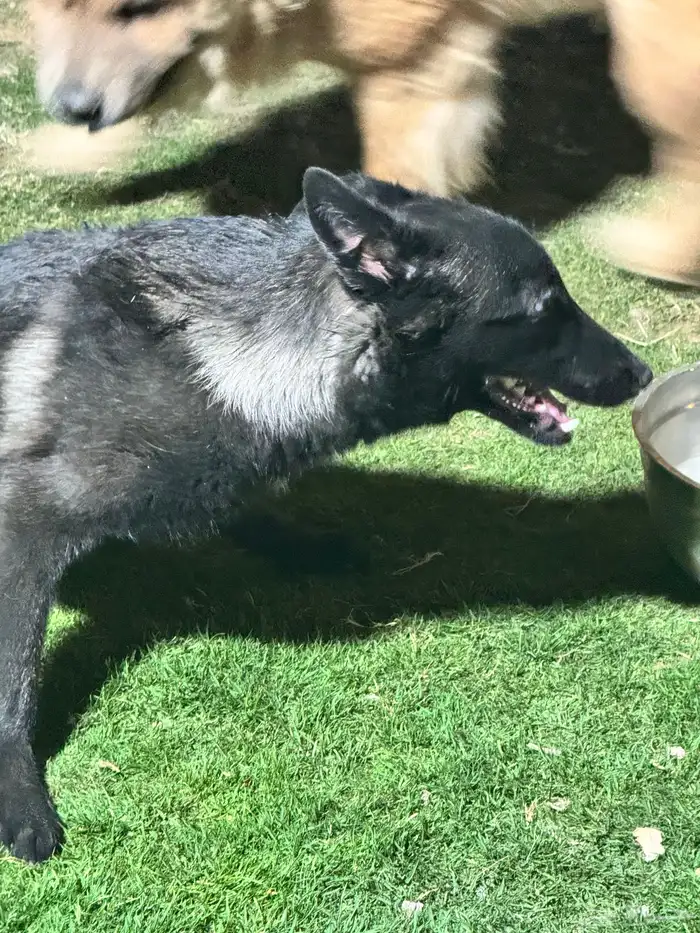 مالينو للتبني 5