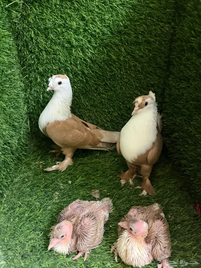 حمام لبناني 0