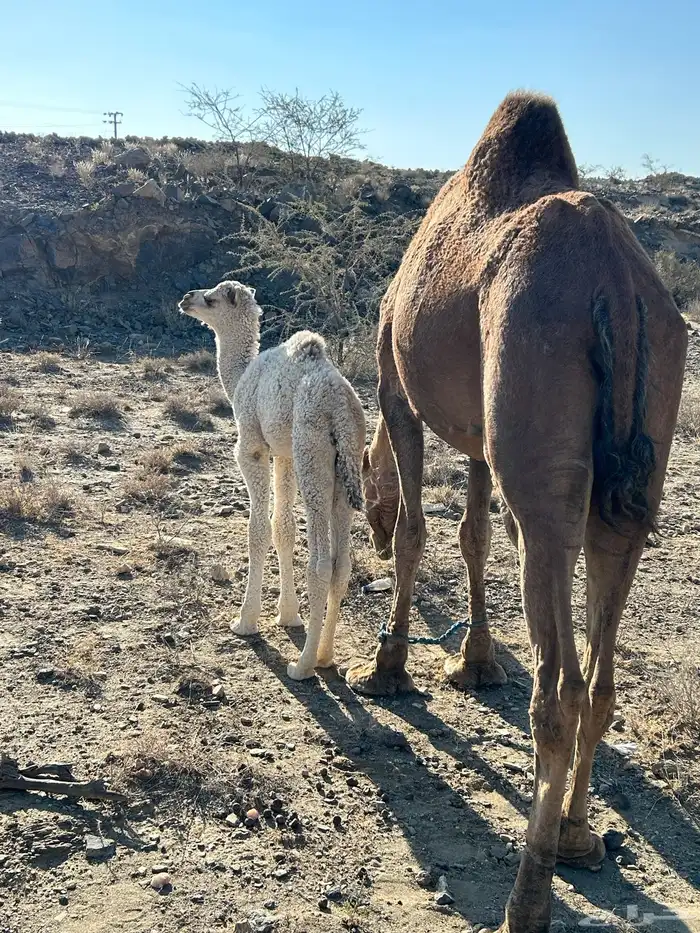 خلفه تحتها قعود ام رابع سليمه من جميع العذاريب 0