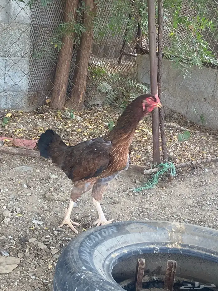 دجاج باكستاني 1