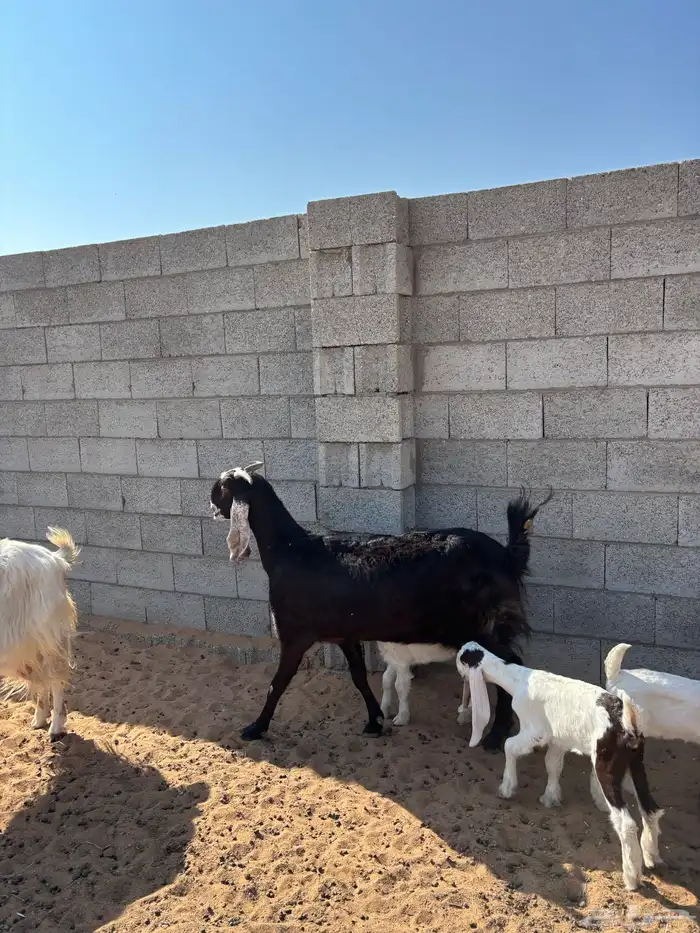 معزى مشروكه ومشكله 0