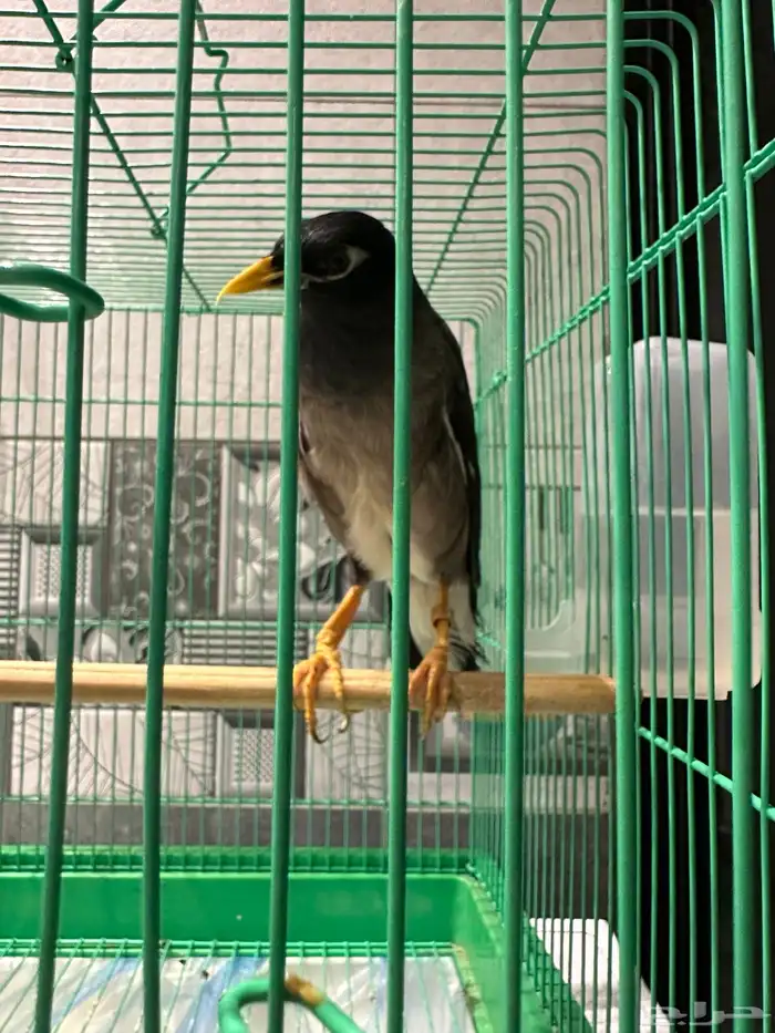 طير ميناء كبتن كلام 0