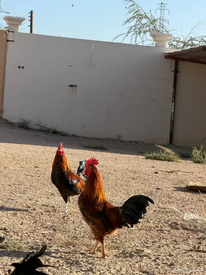 دجاج للبيع 1