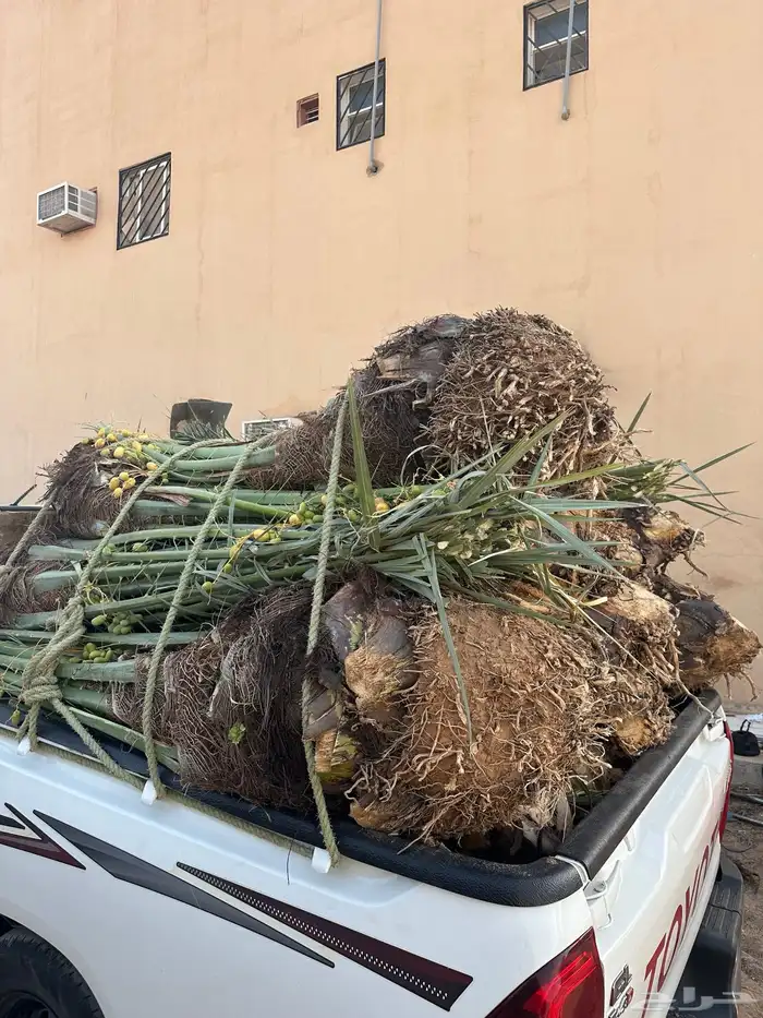 نخل واصل من القصيم 1