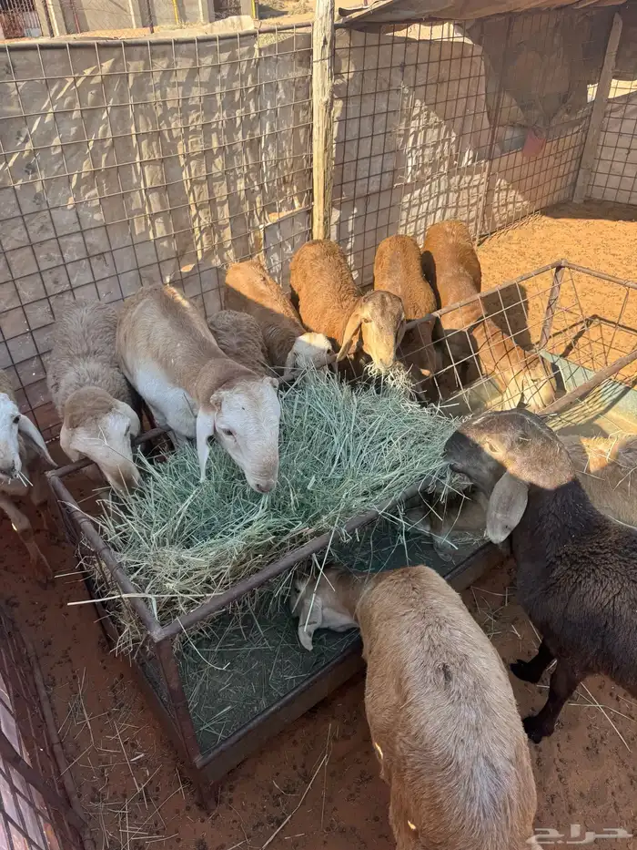 سواكن مرابي 1