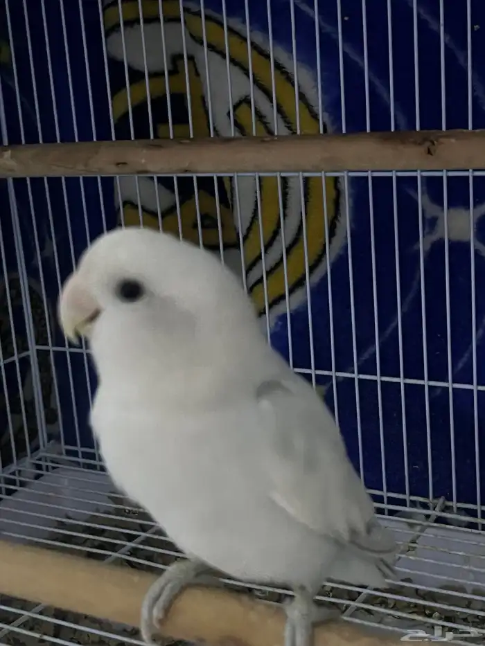 زوج روز اليف 3