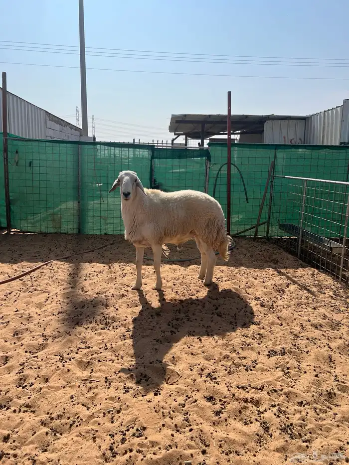 فحل حري مشروط سدس 1