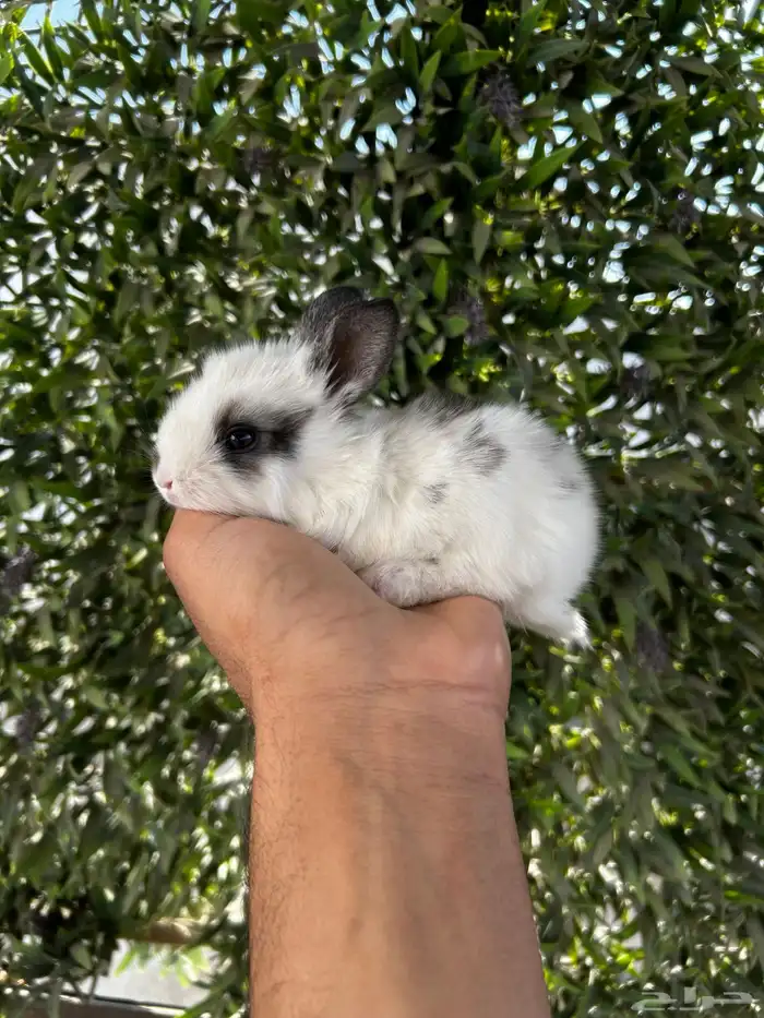 ارانب قزم كيوت و لطيفة و احجم صغيره 3