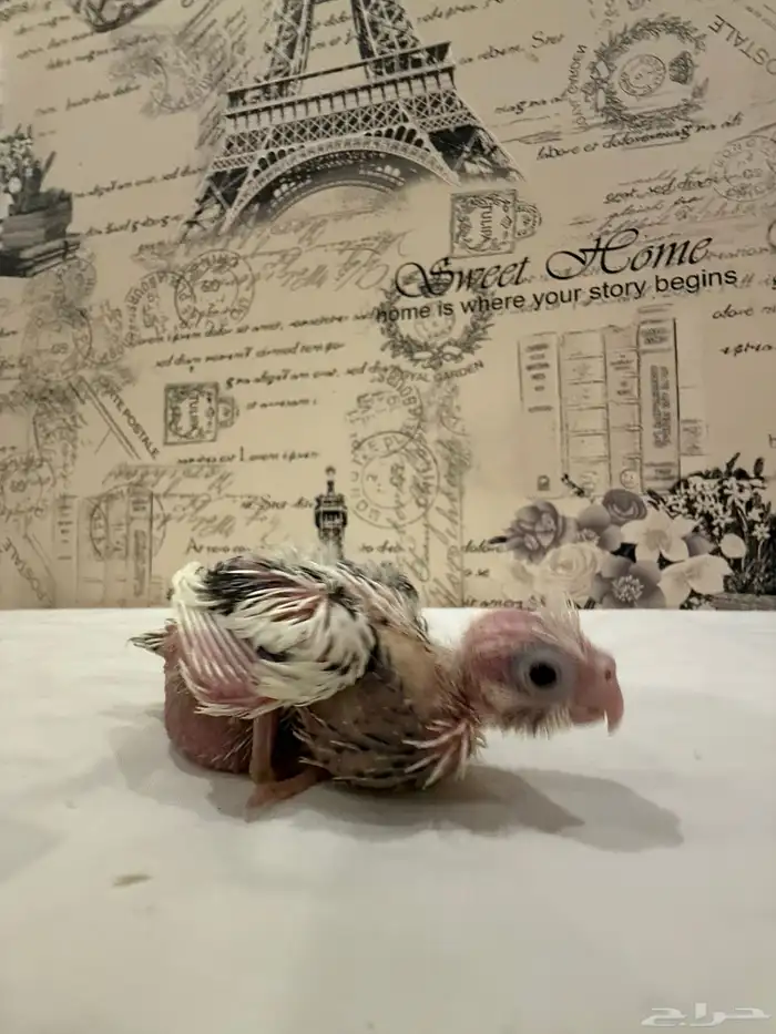 فروخ كوكتيل (كروان) للبيع 6