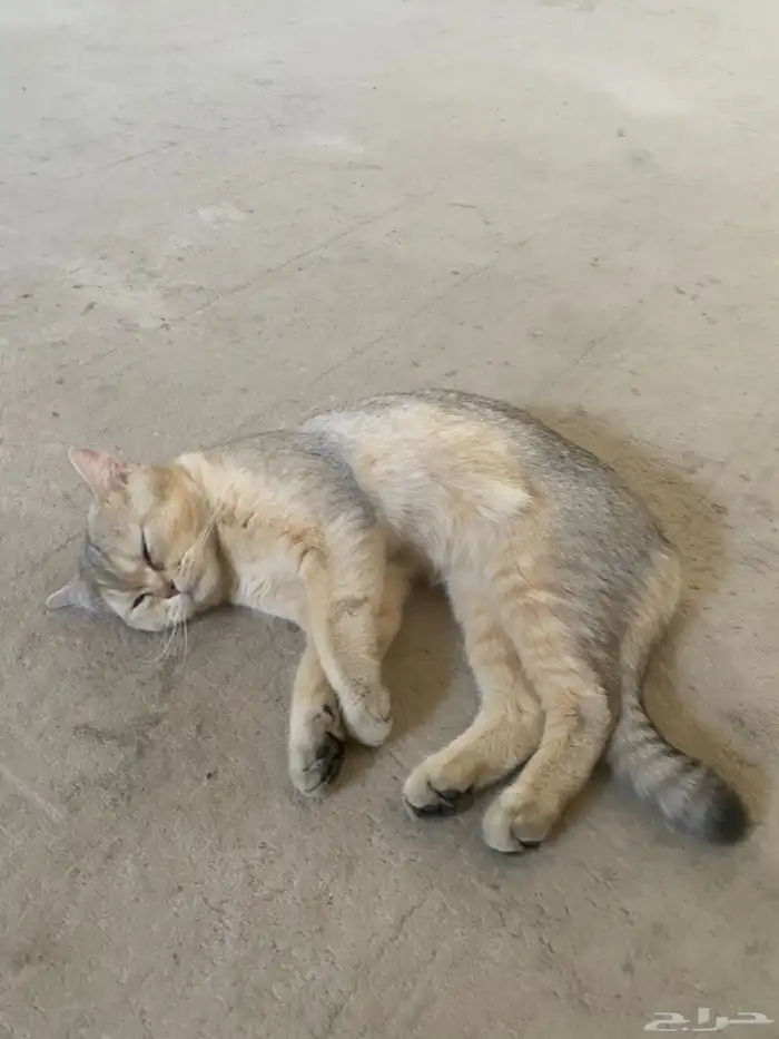 بسه مفقود اسمه ليون و ناديه بسبس 1