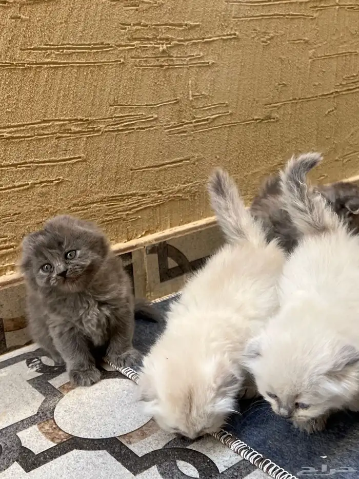 قطط صغار سكوتش هجين شيرازي للبيع 8