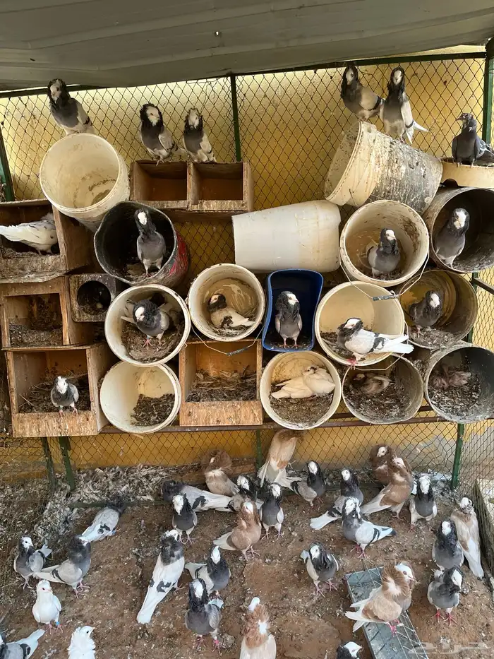 اجواز بلجيكي 3