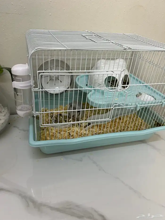 هامستر روسي للبيع العمر 3 شهور البيع مع القفص 0