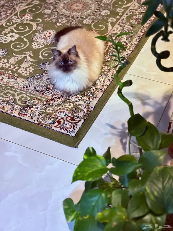 قطو هملايا للتبني 1