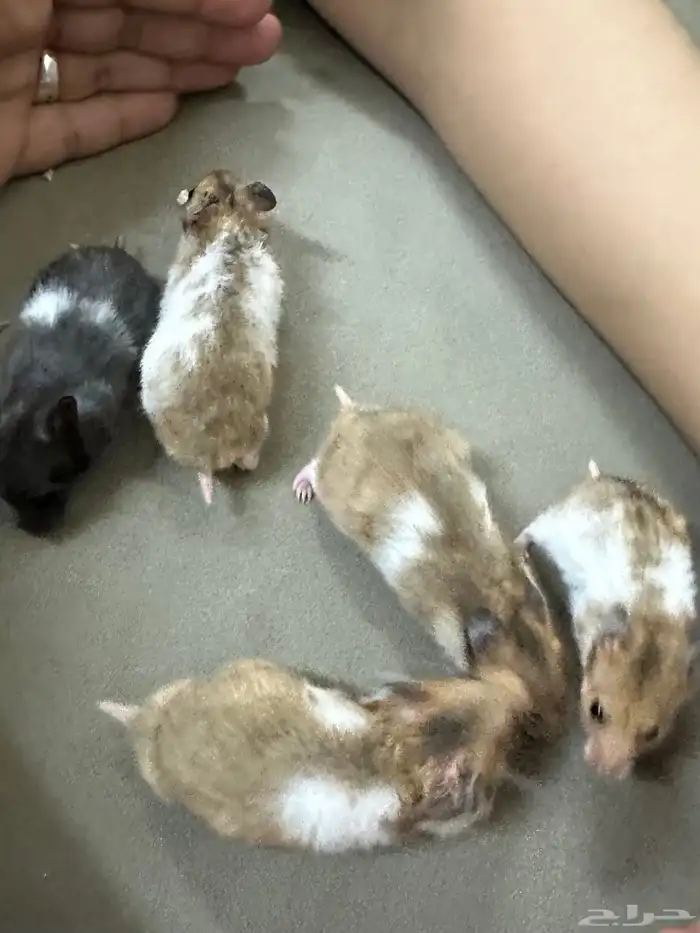 هامستر الفيه جدا  جدا 4