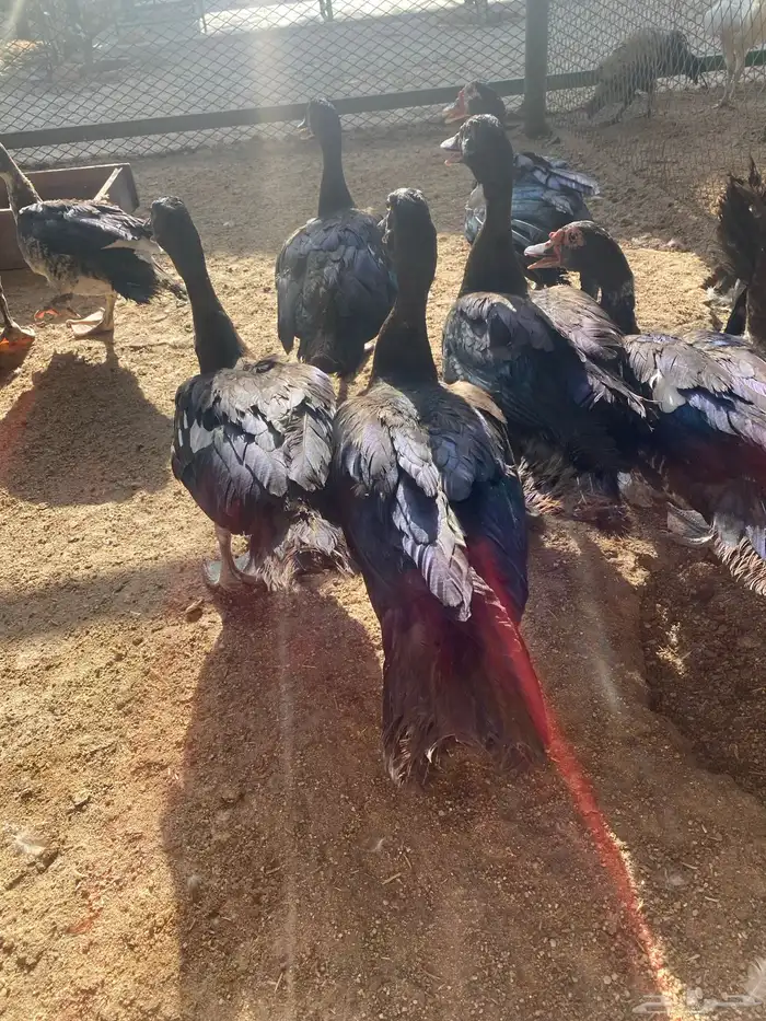 طيور بيت الزاجل 47