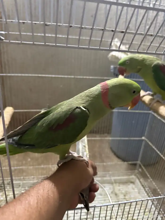 جوز نيبالي سوبر جامبو ( أليف ومتكلم ) 4