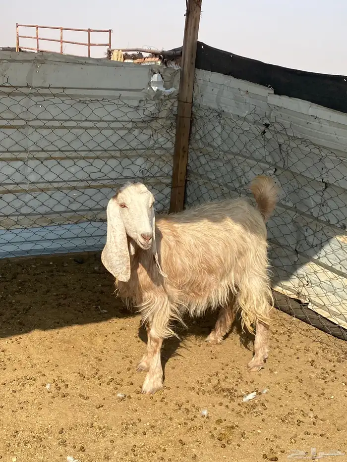 رباعيات مضاريع 1