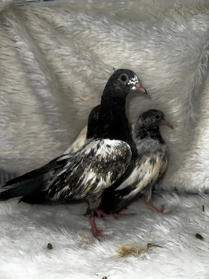 زوج منتج وفروخ باكستاني مسابقات 9