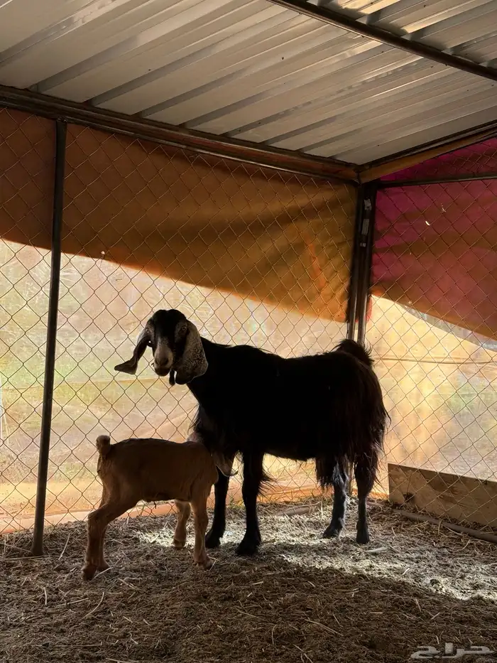 عنز تحتها تيس رايم 2