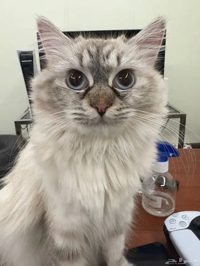 أنثى للتزاوج راغدول. قط تزاوج 0