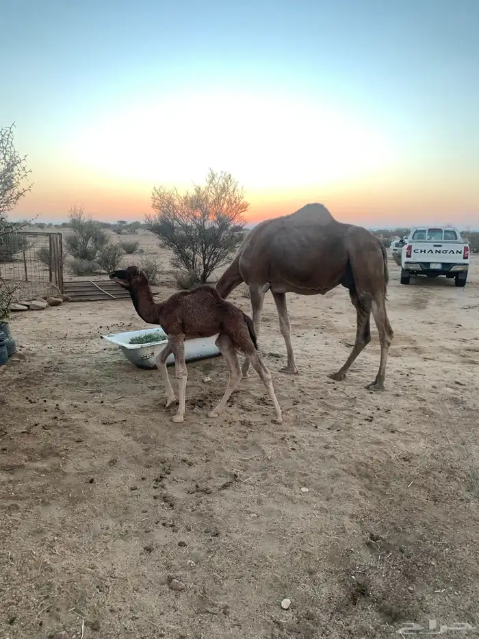 خلفة طيبة معها حواره 0